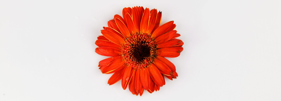 دسترسی آزاد به دنیا