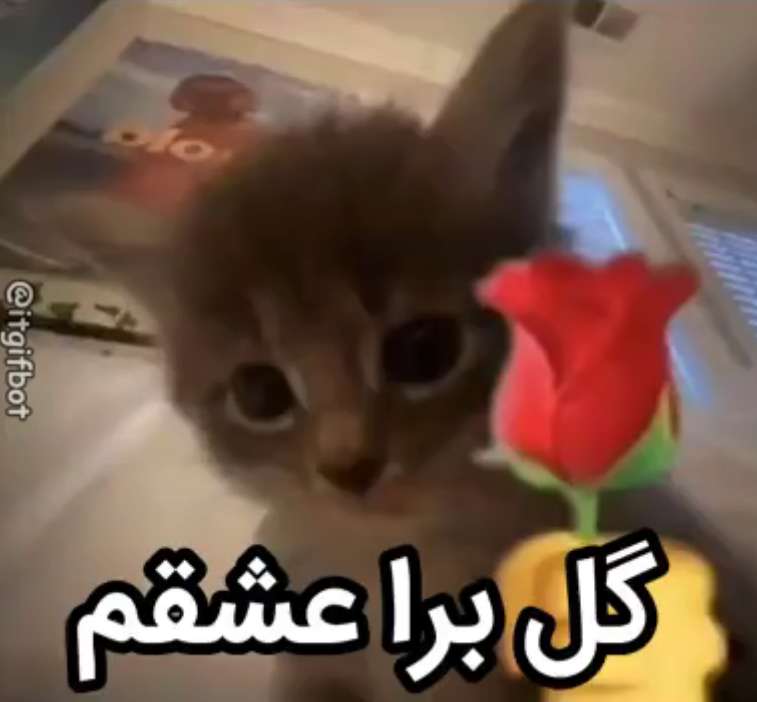 Comment image